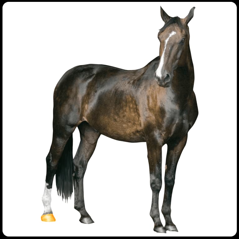 Horses