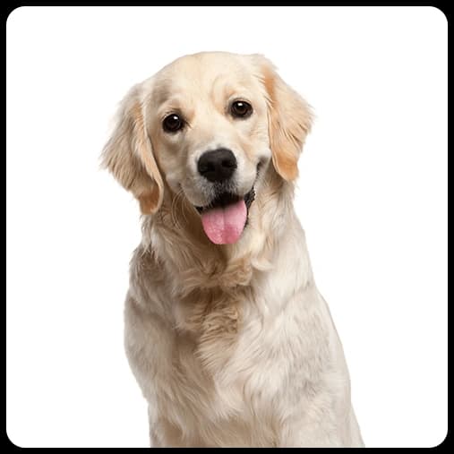 Dogs