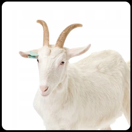 Goats