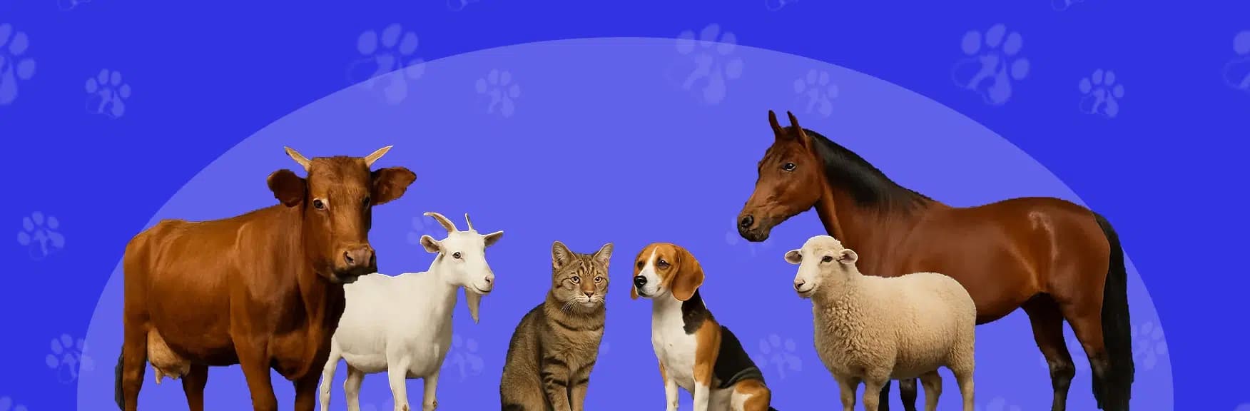 About Total Tails